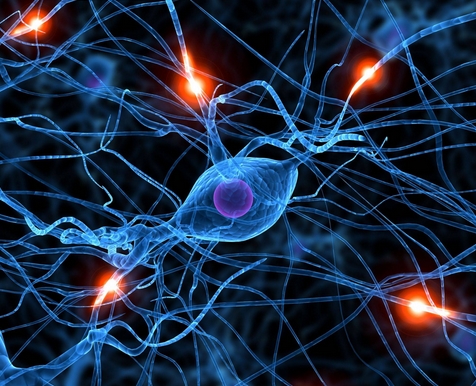 nerves system